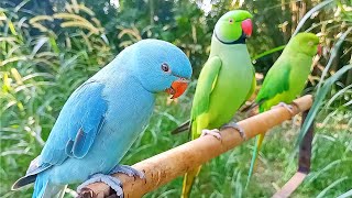 Cute Indian Ringneck Talking Parrot  Parrot Voice Talking [upl. by Maclay]