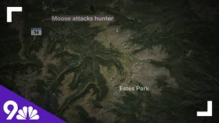 Moose attacks hunter after he tries to shoot it with arrow [upl. by Amoeji266]