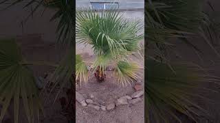 Washingtonia filifera palm trees 1152024 [upl. by Shriver]