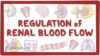 Regulation of Renal Blood Flow [upl. by Chrisman]