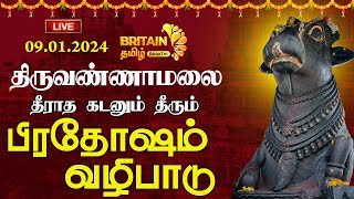 🔴LIVEதிருவண்ணாமலை அண்ணாமலையார் கோயில்பிரதோஷம் வழிபாடுThiruvannamalai Annamalaiyar TemplePradosham [upl. by Trilbee]