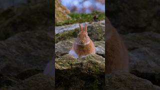 Cute Rabbit Scared By The Sounds Of Wild Animals  forest sound naturesounds shorts trending [upl. by Magee]