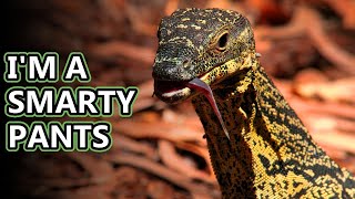 Monitor Lizard facts some smart reptiles  Animal Fact Files [upl. by Inattyrb]