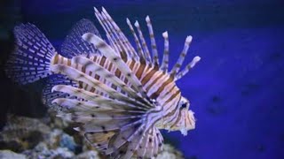 beautiful lionfish puzzle ☺️  fun time 🙂 funpuzzle1122 [upl. by Aeki]