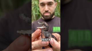 Baby Dwarf Caiman Captive Born florida [upl. by Laurinda]