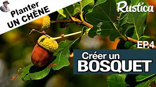 Créer un bosquet – 4  Planter un chêne [upl. by Betsy]