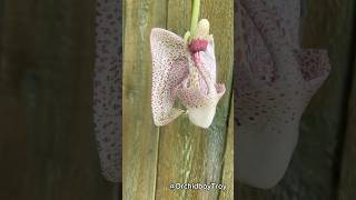 My Peruvian bucket orchid blooms for the 1st time Coryanthes macrocorys 🌺 coryanthes orchids [upl. by Brawley]