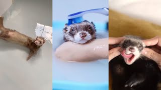 The ULTIMATE Ferret Tik Tok Compilation [upl. by Aliahkim]