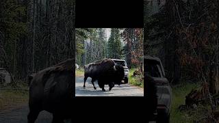 Yellowstone National Park Bison yellowstonenationalpark bison [upl. by Enomar346]