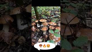 🍄‍🟫🔥🤩mushrooms fungi boletus nature грибочки porcini pilze grzyby грибы gribi shorts [upl. by Eisej730]