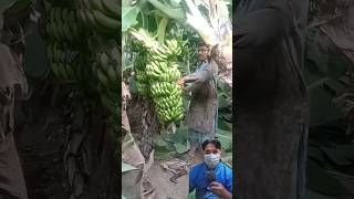 Petani India panen pisang [upl. by Atnauqahs]