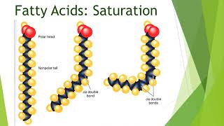 Metabolism of Lipids amp Fatty Acids  2nd Year MBBS  Lecture 01 [upl. by Primrose]