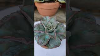 Echeveria Madiba succulent succulentcollection [upl. by Ynnob]