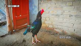 Aseel Roosters CrowingCompilation Rooster Crowing Compiltion Aseel murgay ki Azan aseel cheema [upl. by Beattie586]