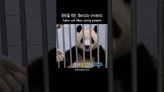 호박먹는 푸바오와 아이바오 Fubao and Aibao eating pumpkin 푸바오 판다 힐링 동물 귀여운 사랑스러운 fubao panda cute [upl. by Lund]