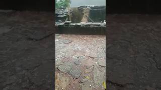 HailstonesOle in Delhi  Scary Thunderstorm ⛈️ hailstone rain scary viral youtubeshorts delhi [upl. by Lim225]