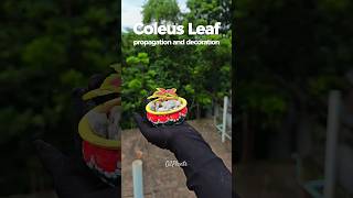 Coleus Leaf Propagation  Simple DIY Decor Ideas ✨ coleusplant [upl. by Danna]