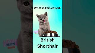 Popular cat breed  What is This Called  English vocabulary MeowVeowTv [upl. by Chaworth]