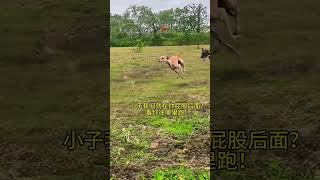 Two silly dogs chased a rabbit and lost it Amazing animals Wild animals at close range [upl. by Lessig]