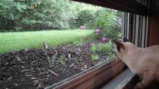 Tonkinese cat watching a rabbit [upl. by Llekcm]