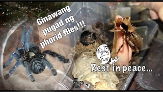 Gagambang tigre infested ng Phorid flies at pagkawalay ng armoured cricket [upl. by Aletse]