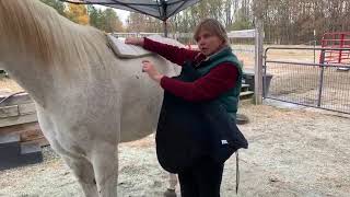 Fitting Your Horses Back amp Withers with Pads or Panels  Freeform Treeless Saddles [upl. by Notserk941]