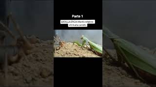 batalla épica mantis religiosa vs araña camello  parte 1 [upl. by Suter]