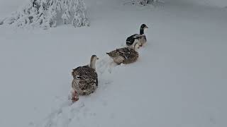 spring Snow Storm and the Ducklings Want to Swim [upl. by Eyssej]