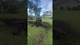 When a pine tree gets blown over lawncare barn nature lawn minibarn plant landscape tree ￼￼ [upl. by Hertberg]