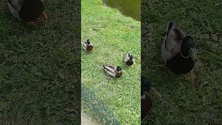 Cute Young Moorhen with Ducks [upl. by Yraek]