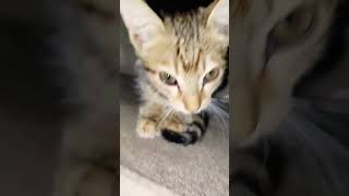 سبحان اللہ العظیم وبحمدہ cute cat baby trending [upl. by Watters]