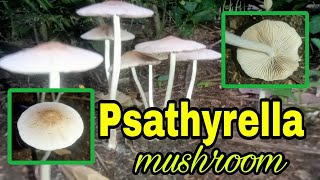 Psathyrella sp mushroom [upl. by Ylenats]