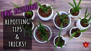 EPIC Orchid Repotting with tips and tricks [upl. by Octavian371]