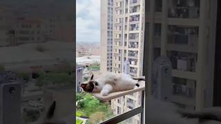 Cat Hammock for Window  Perfect Sunbathing Spot for Cats [upl. by Novehc]