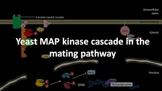 Yeast MAP kinase cascade in the mating pathway [upl. by Dustman]