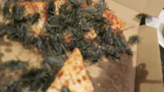 Special Delivery Pizza Roach PRANK [upl. by Gnaoh397]