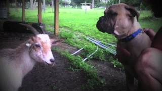 Pygmy Goat v Bullmastiff [upl. by Sharlene303]