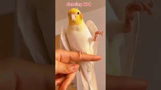 Man Mohini dance bird birds talkingparrotscareandroutine funnybird [upl. by Nevada28]