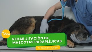 Rehabilitación de mascotas parapléjicas  TvAgro por Juan Gonzalo Angel Restrepo [upl. by Ennaillij]