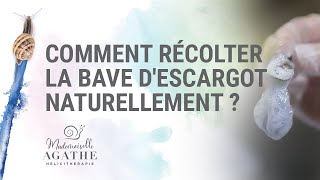 Comment récolter la bave descargot naturellement   Héliciculture Bio [upl. by Ahsenit]