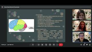 LOBULOS CEREBRALES FRONTAL TEMPORAL OCCIPITAL Y PARIETAL [upl. by Doralin]