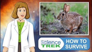 Animal Adaptation How to Survive  Science Trek [upl. by Ford]