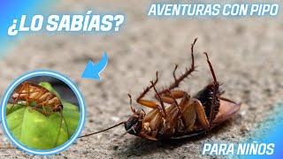 Cosas Que No Sabías De Las Cucarachas🐜 PARA NIÑOS [upl. by Epul]