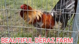 PARA SHOW ‼️😍 Beautiful Color Birds Deraz Farm  Beautiful Birds Farm Visit Antonio Deras [upl. by Given]