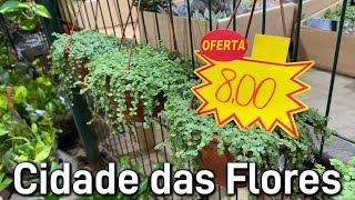 Plantas partir R800  Ceaflor Holambra [upl. by Stockwell]