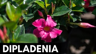 Dipladenia [upl. by Grobe]