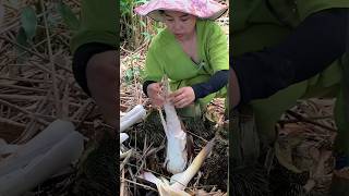 Harvesting Giant Bamboo Shoots Traditional Rural Life Techniques Revealed [upl. by Grati]