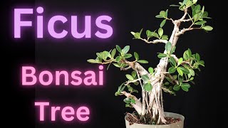 Ficus Microcarpa Bonsai Tree Green Island Ficus [upl. by Irodim]