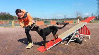 Beauceron Ikra 7 months agility foundations [upl. by Eniamert422]