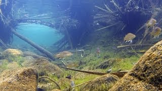 Native fish Midgleys Grunters Pingalla midgleyi and other grunters from Kakadu [upl. by Norod]